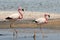 Flamingos - Chaxa Lagoon - Chile