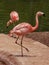 Flamingos closeup, wonderful colors, beautiful birds