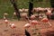 Flamingos closeup, wonderful colors, beautiful birds