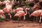 Flamingos closeup, wonderful colors, beautiful birds