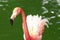 Flamingos closeup, wonderful colors, beautiful birds