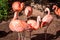 Flamingos congregating a in their enclosure at the John Ball Zoo