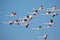 Flamingos in the De Mond coastal nature reserve, South Africa