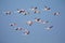 Flamingos in the De Mond coastal nature reserve, South Africa