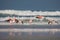 Flamingos in the De Mond coastal nature reserve, South Africa