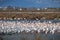 Flamingos in Delta Ebro