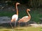 Flamingos in Deshaies botanical garden on Basse-Terre in Guadeloupe