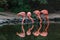 Flamingos drinking from a lake