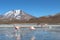 Flamingos drinking water at a lake in bolivia