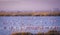 Flamingos in the Ebro Delta Natural Park, catalonia