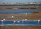 Flamingos in Ebro river Delta