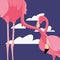 Flamingos exotic birds