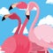 Flamingos exotic birds