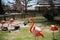 Flamingos family in a park