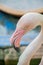 Flamingos and family in the waterside cage