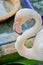 Flamingos and family in the waterside cage