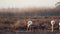 Flamingos feeding in a estuary