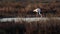 Flamingos feeding in a estuary