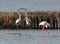 Flamingos fighting