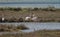 Flamingos fighting in the marsh