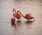 Flamingos fighting in the sunset