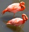 Flamingos or flamingoes are a type of wading bird