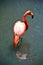 Flamingos or flamingoes are a type of wading bird