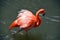 Flamingos or flamingoes are a type of wading bird