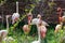 Flamingos flock. Colorful birds with long necks.
