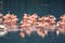 Flamingos flock. Nakuru lake