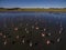 Flamingos flock, Patagonia, Argentina