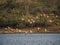 Flamingos flying on the Caribbean island of Curacao