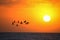 Flamingos flying at sunset under a bright sun