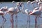 Flamingos form a heart shape