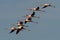 Flamingos in formation flight