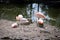 Flamingos in fota wildlife park