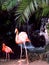Flamingos in Front of Waterfall