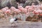 flamingos gather around and eat hay at the zoo zoo