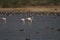 Flamingos geese and other winter migratory birds and ducks in a wetland in western Indian state of Gujarat