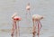 Flamingos grazing at Larnaca Salt-lake in Cyprus