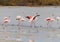 Flamingos grazing at Larnaca Salt-lake shore in Cyprus