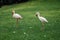 Flamingos on green grass