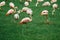 Flamingos on green grass background