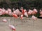 Flamingos Habitat