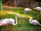 Flamingos have beautiful red leg pink and back peak stand on the grass field some flamingo are feeding in background