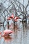 Flamingos of Isabella, Galapagos