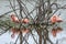 Flamingos of Isabella island, Galapagos Archipelago