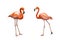 Flamingos isolated on white background