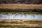 Flamingos Khor Rori near Salalah in Oman