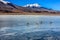 Flamingos in a lagoon Altiplano Bolivia